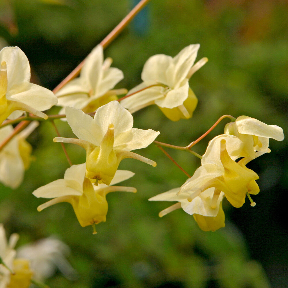 Epimedium Sulphureum