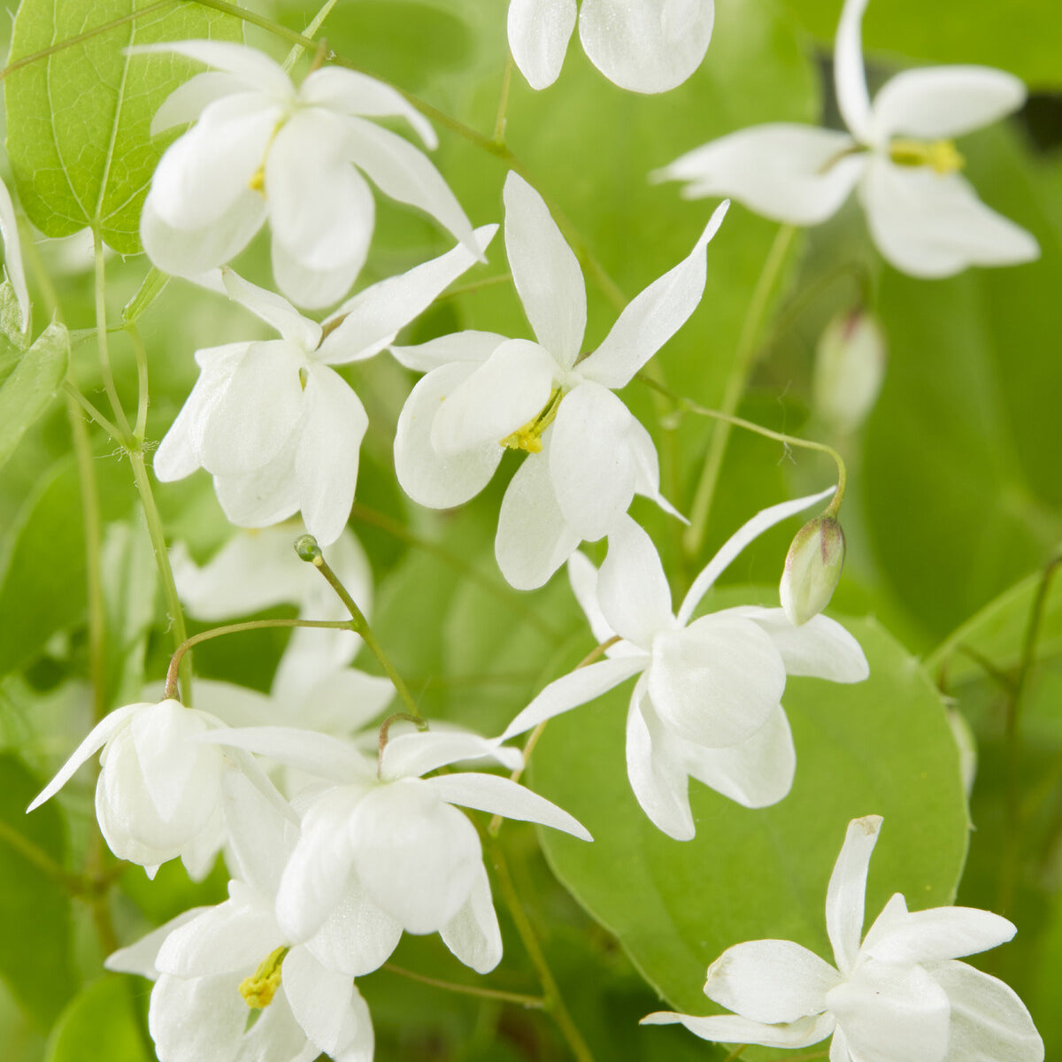 Epimedium Niveum