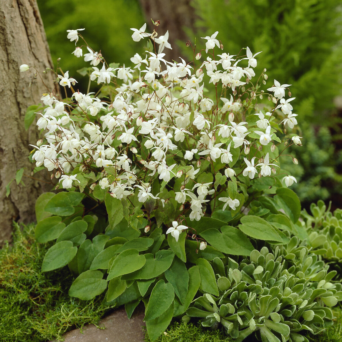 Epimedium Niveum