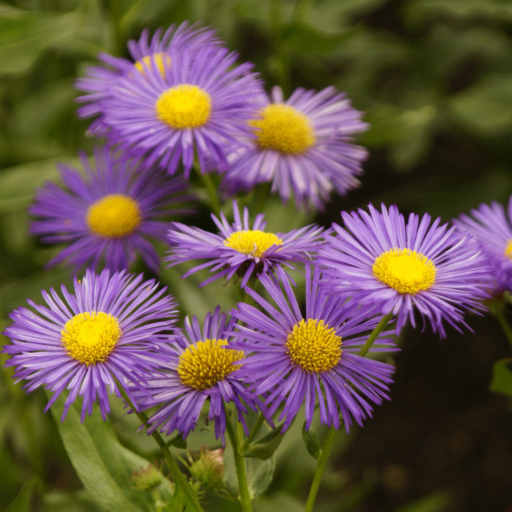 Vergerette Dunkelste Aller - Erigeron