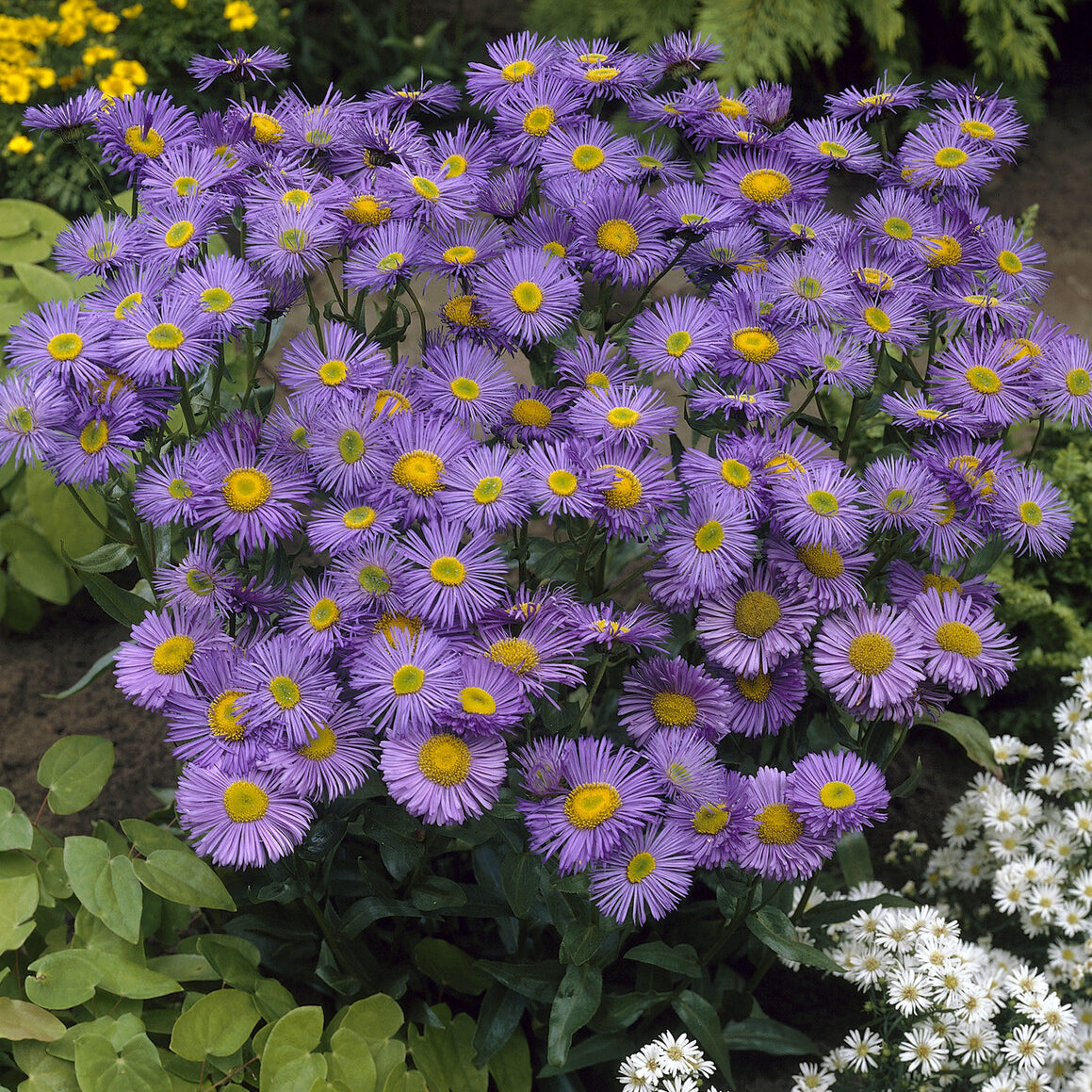 Vergerette Dunkelste Aller - Erigeron