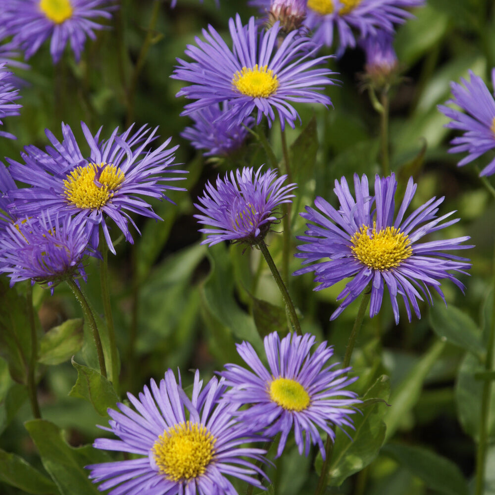 Vergerette Dunkelste Aller - Erigeron - Erigeron Dunkelste Aller - Willemse