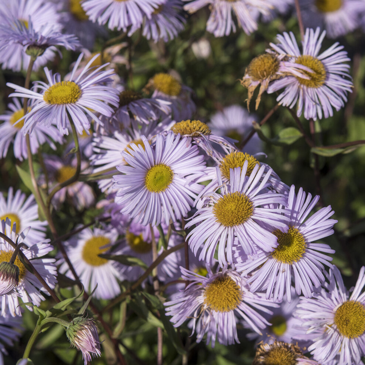 Vergerette Quakeress - Erigeron - Erigeron quakeress - Willemse