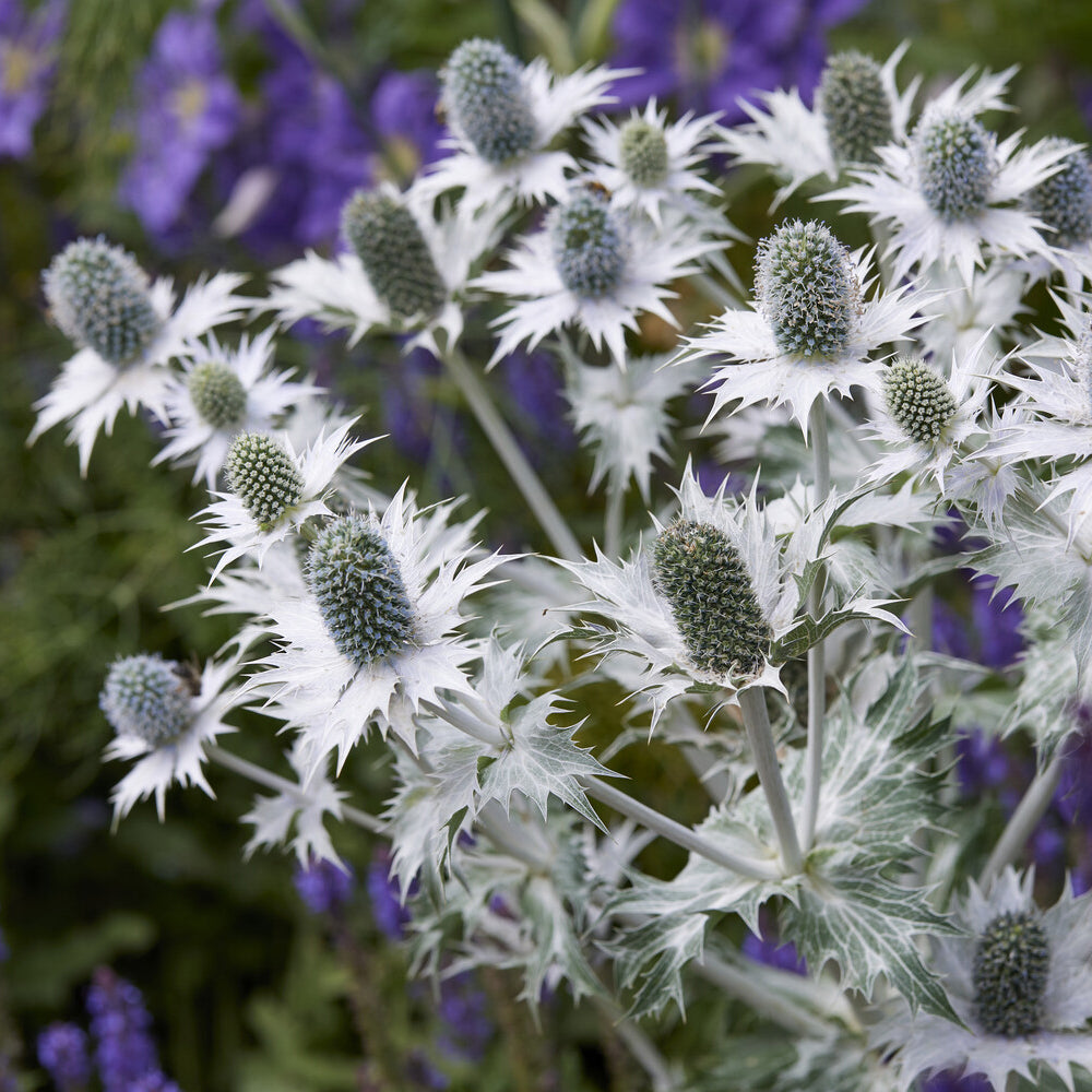 Panicaut géant - Willemse