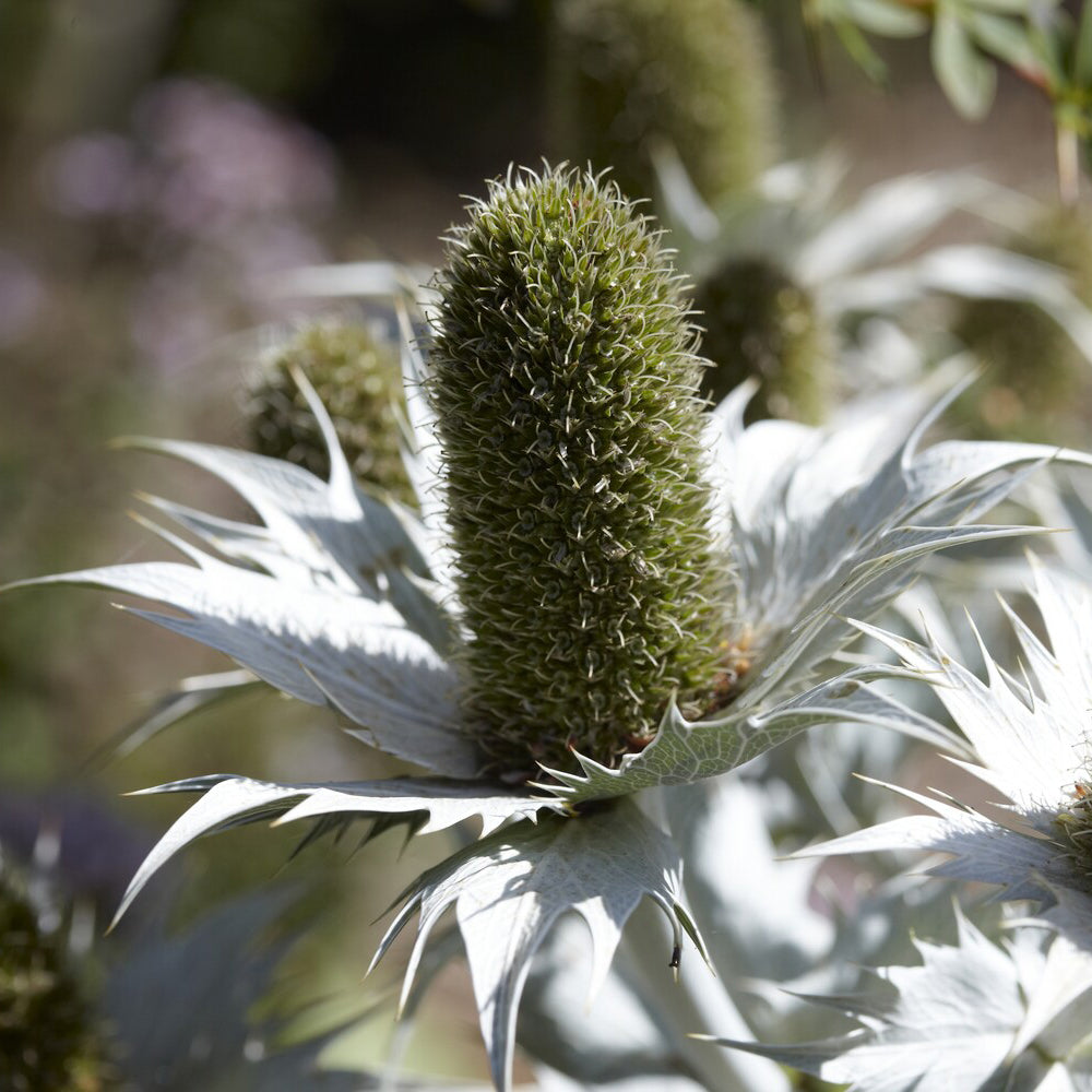 Panicaut géant - Eryngium giganteum - Willemse