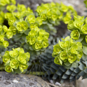 3 Euphorbes de Corse