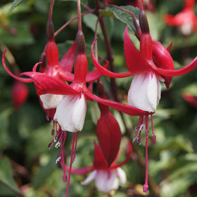 Fuchsia Mme Cornelissen