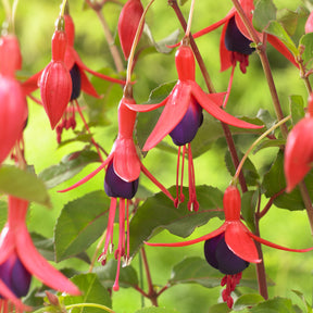 Fuchsia Mrs Popple