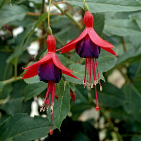 Fuchsia Mrs Popple