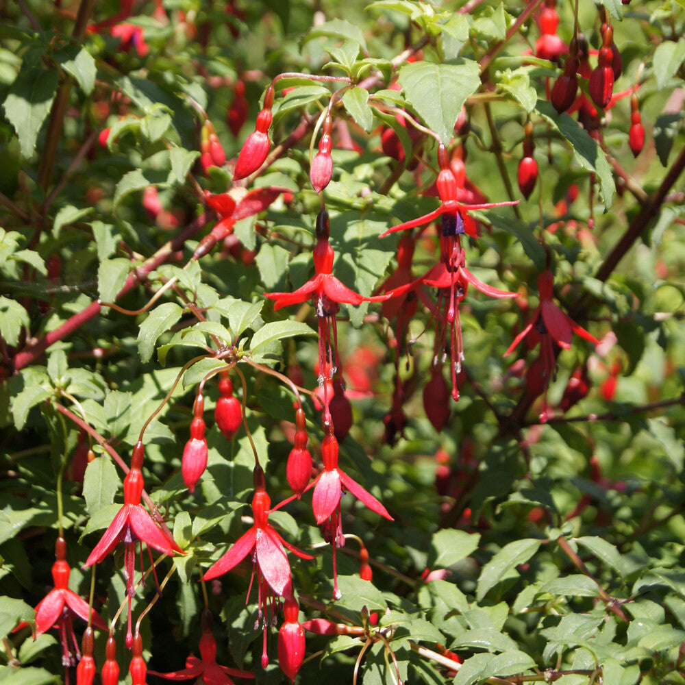 Fuchsia de Magellan Riccartonii