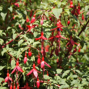 Fuchsia de Magellan Riccartonii