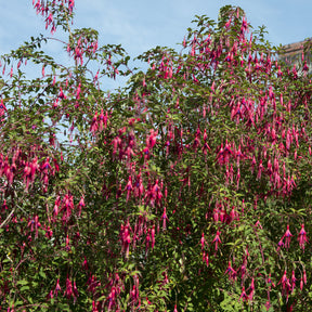 Fuchsia de Magellan Riccartonii