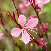 Gaura Blaze