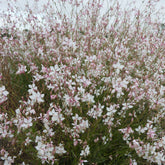 Gaura Short Form