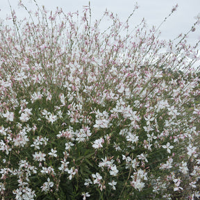 Gaura Short Form