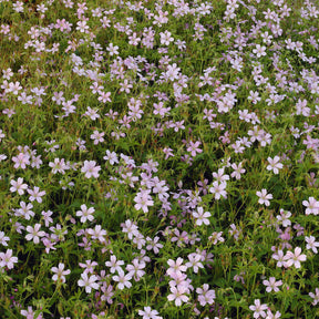 Géranium vivace d'Endress