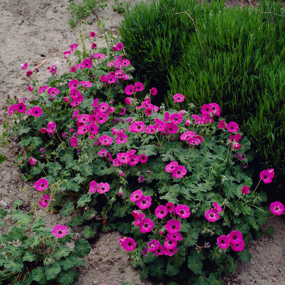 Géranium vivace Ann Folkard