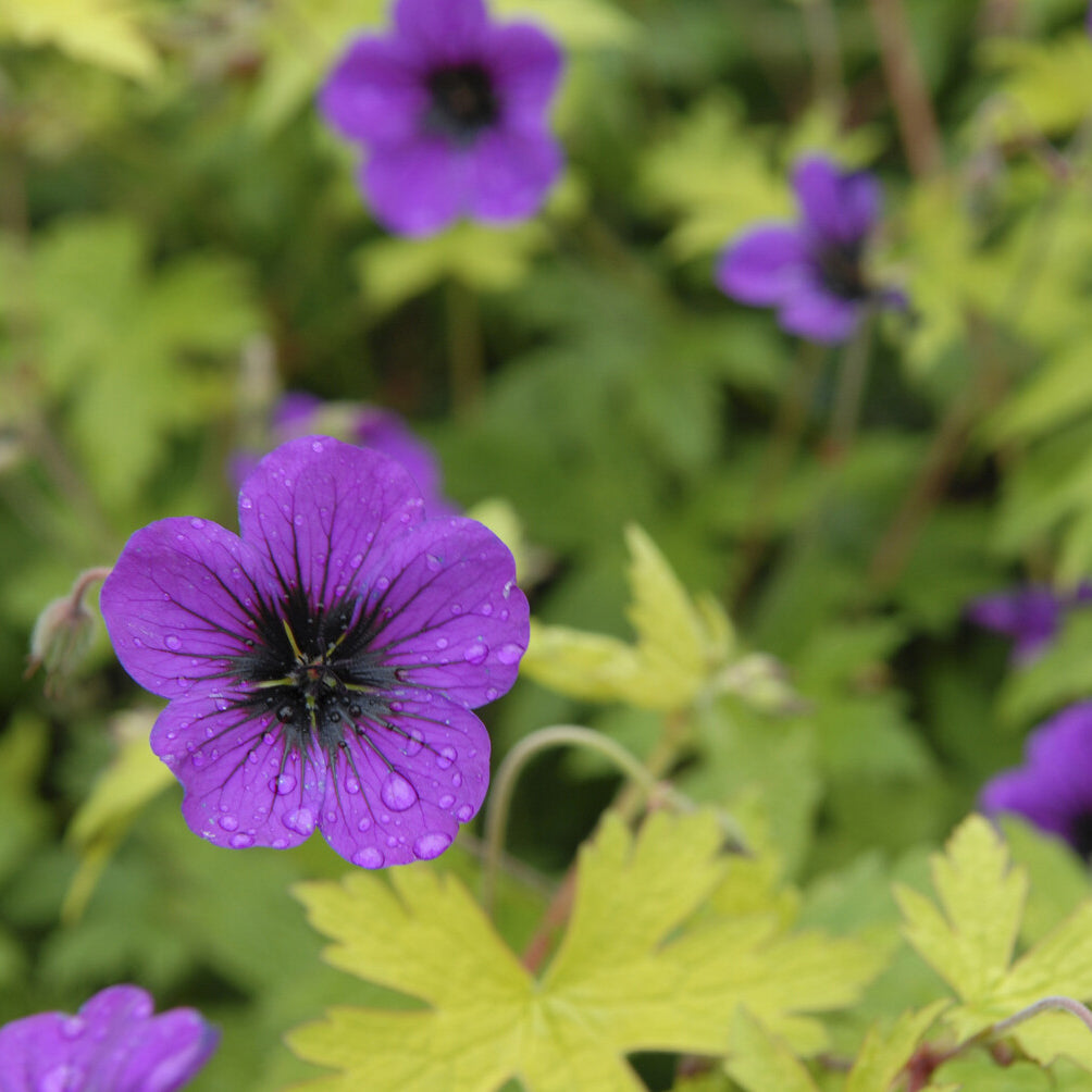 Géranium vivace Ann Folkard