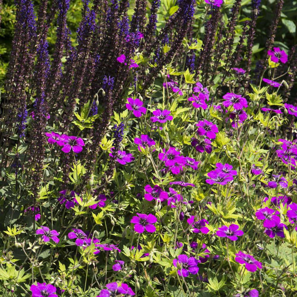 Géranium vivace Anne Thomson