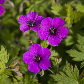 Géranium vivace Anne Thomson