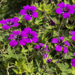 Géranium vivace Anne Thomson