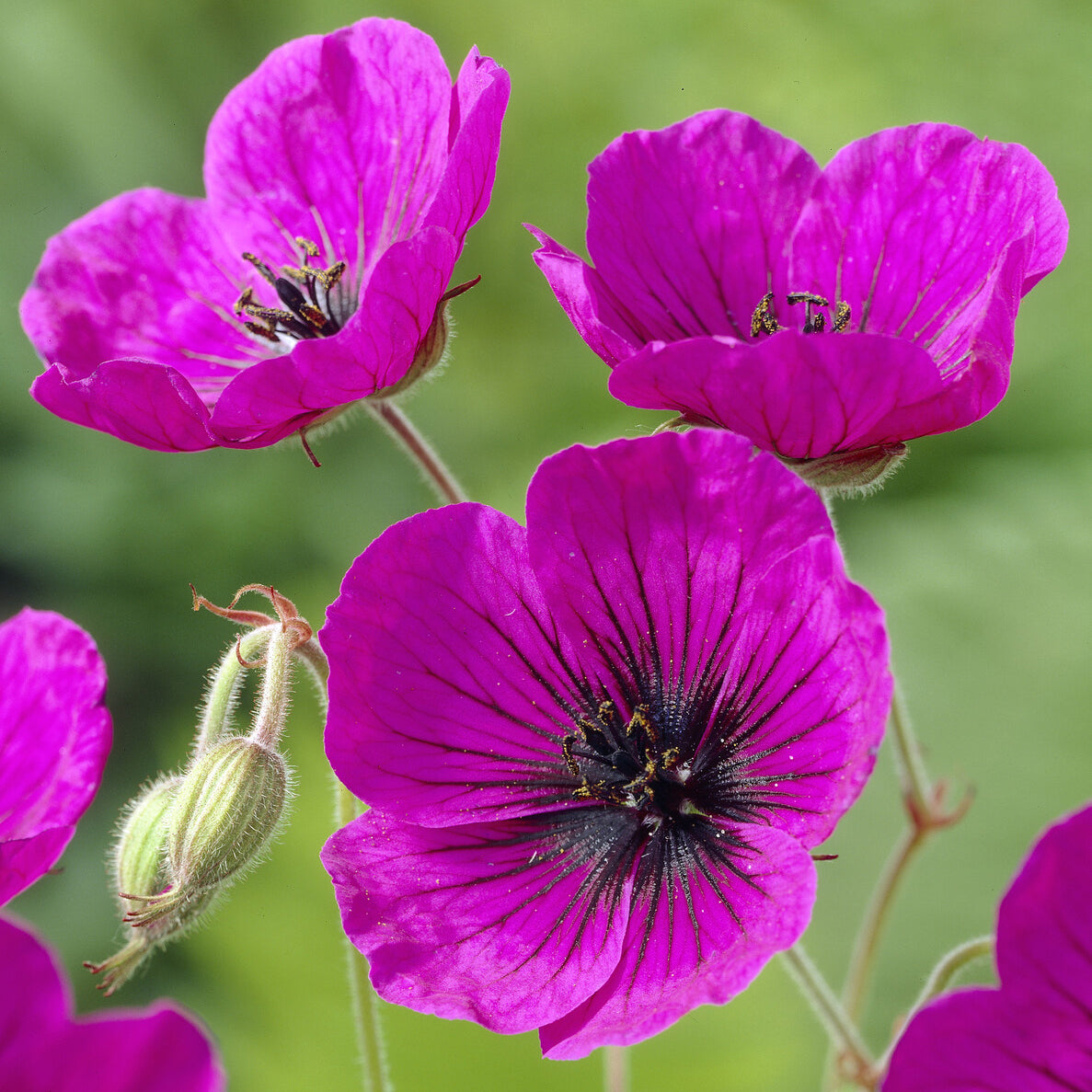 Géranium vivace Anne Thomson