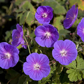 Géranium vivace de l'Himalaya Gravetye