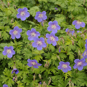 Géranium vivace de l'Himalaya Gravetye