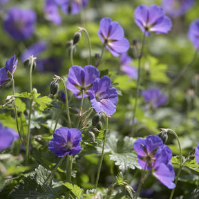 Géranium vivace de l'Himalaya Gravetye