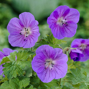 Géranium vivace de l'Himalaya Gravetye