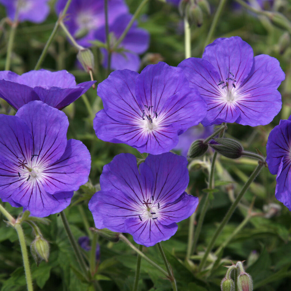 Géranium vivace Orion