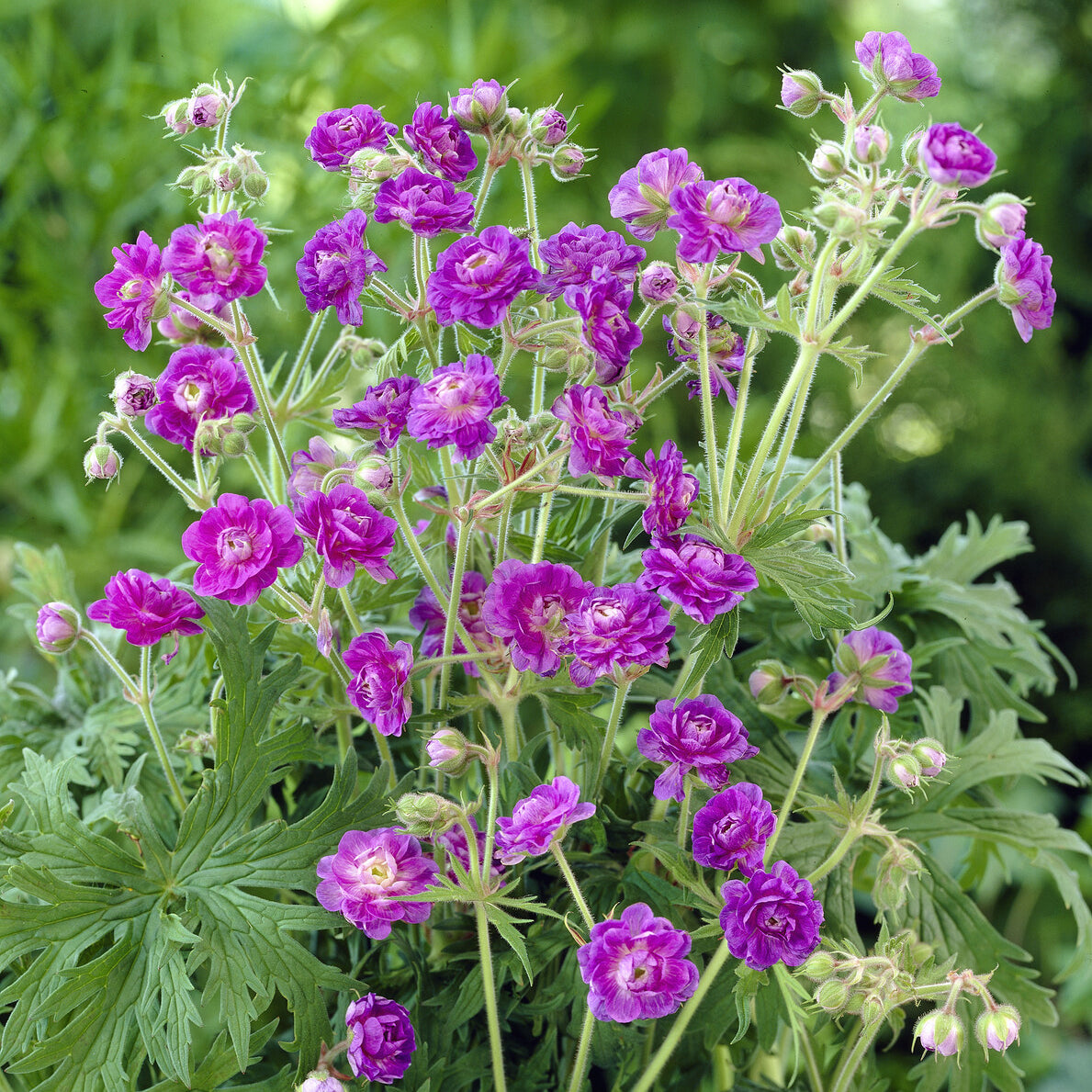 Géranium vivace de l'Himalaya