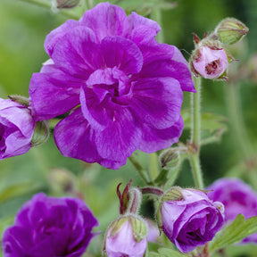 Géranium vivace de l'Himalaya