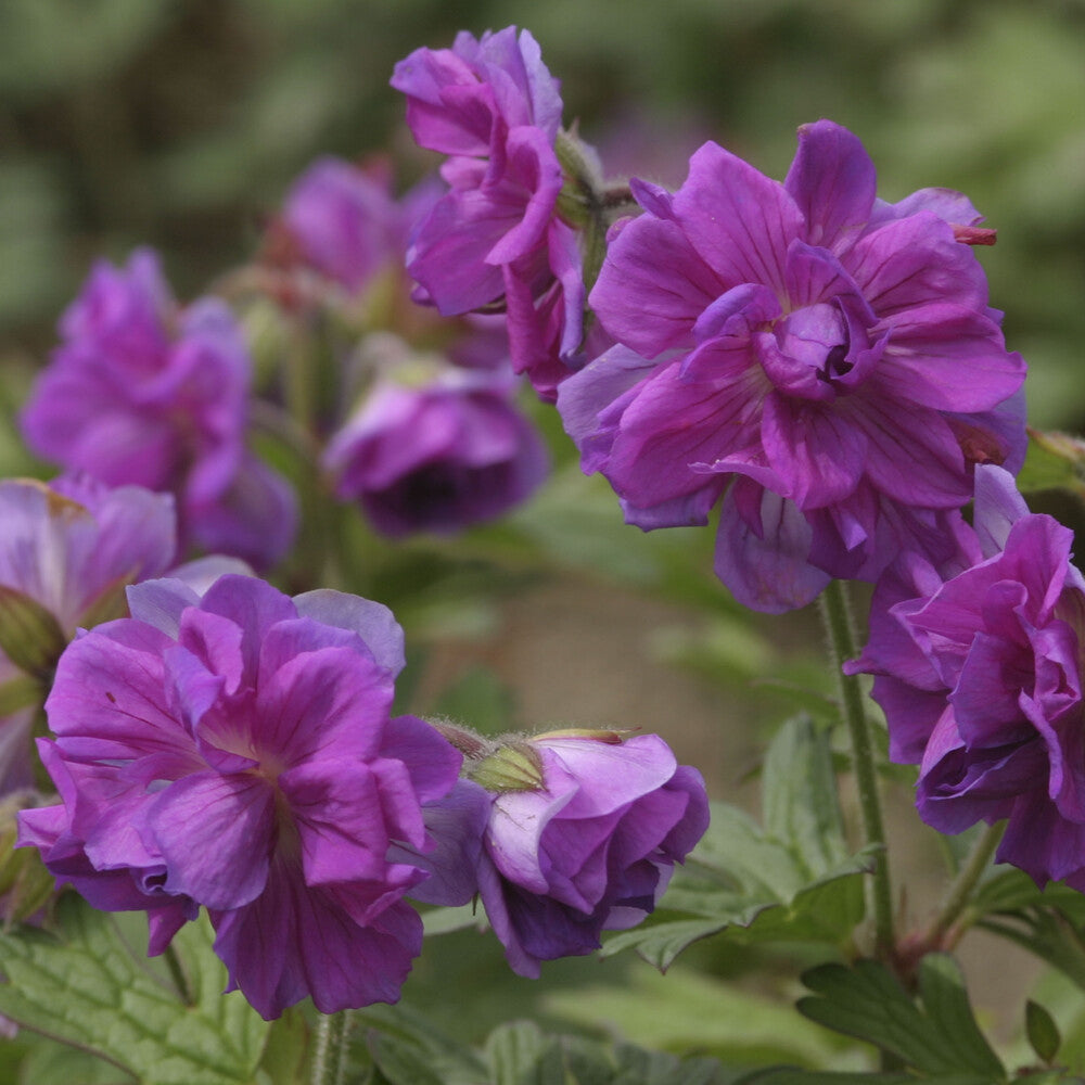 Géranium vivace de l'Himalaya