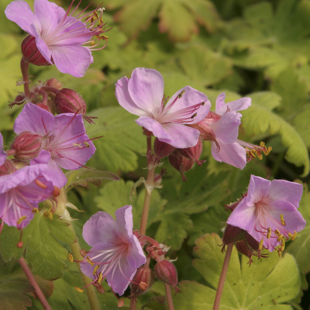 Géranium vivace Ingwersen's Variety