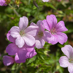 Géranium vivace Rose Clair