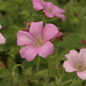 Géranium vivace Rose Clair