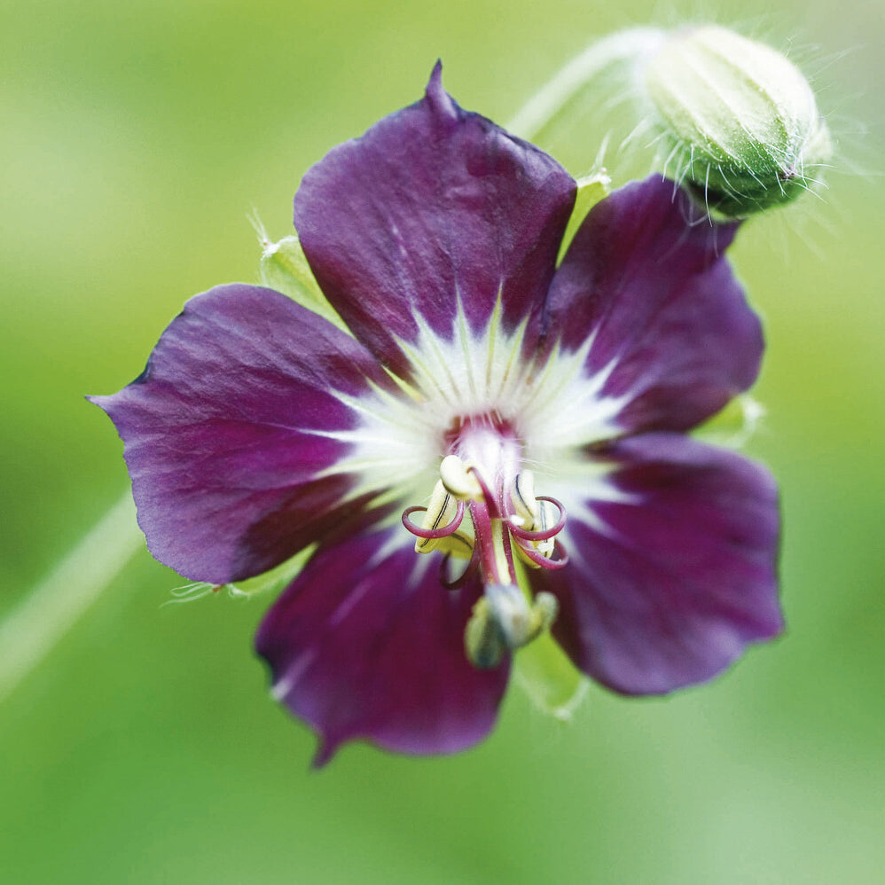 Géranium vivace livide