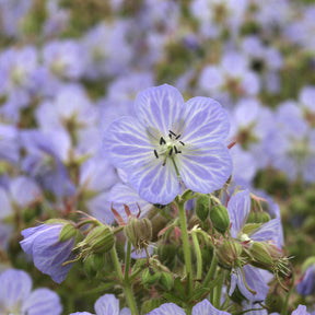 Géranium vivace Mrs. Kendall Clark