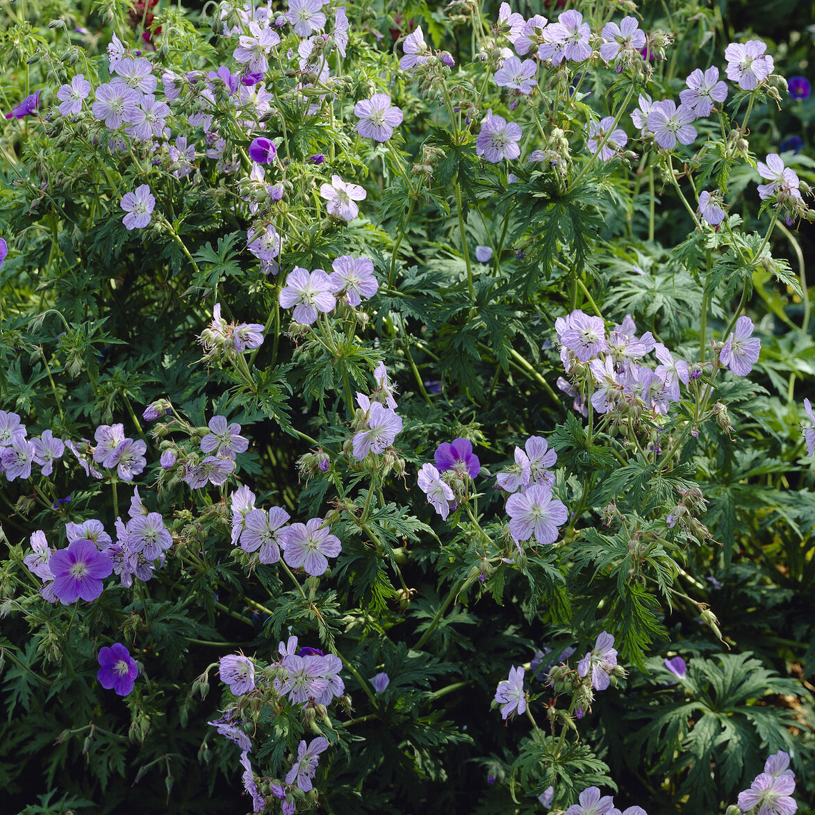 Géranium vivace Mrs. Kendall Clark - Geranium pratense Mrs Kendall Clark - Willemse