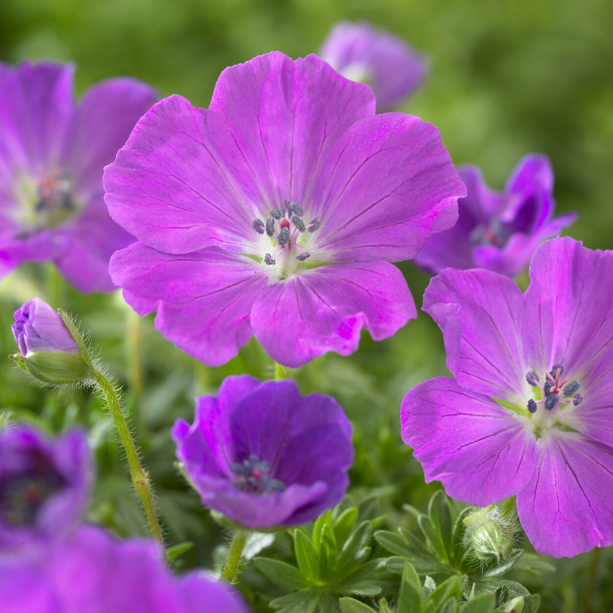 Géranium vivace sanguin Max Frei - Geranium sanguineum Max Frei - Willemse