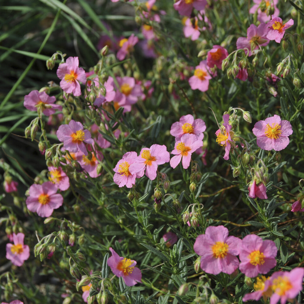 3 Hélianthèmes Lawrenson's Pink