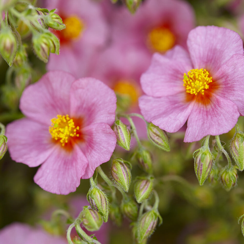 3 Hélianthèmes Lawrenson's Pink