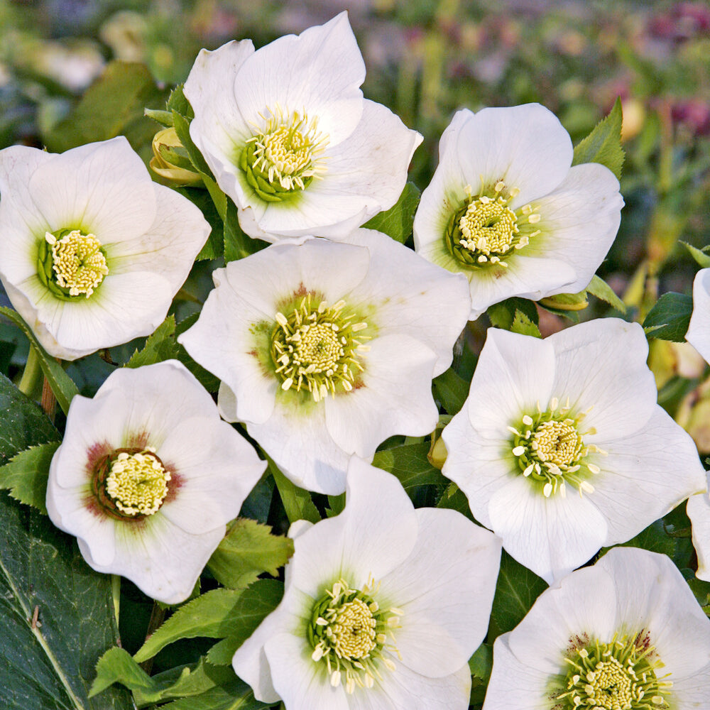 Héllébore d'Orient White Lady