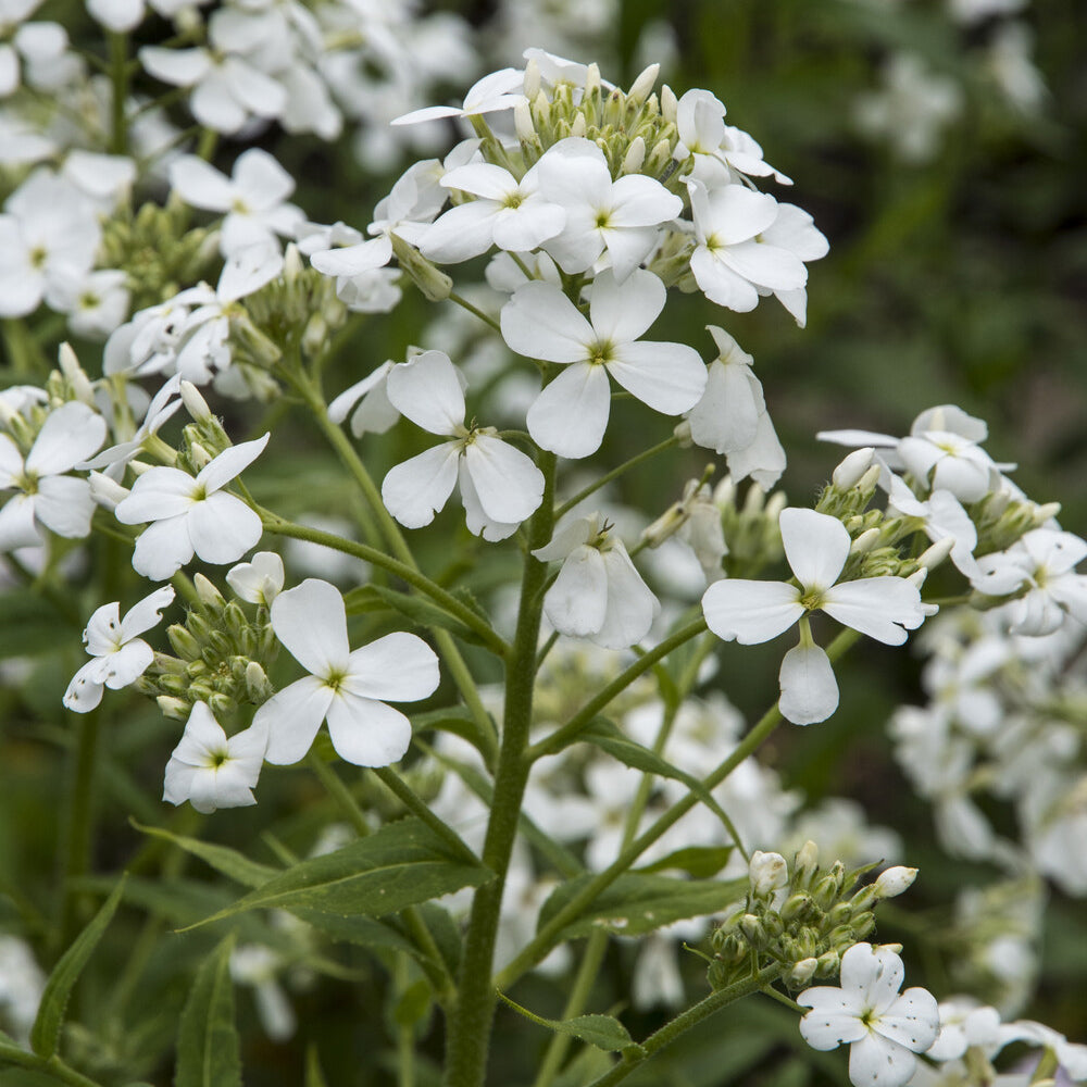 3 Juliennes des Dames à fleurs blanches - Willemse