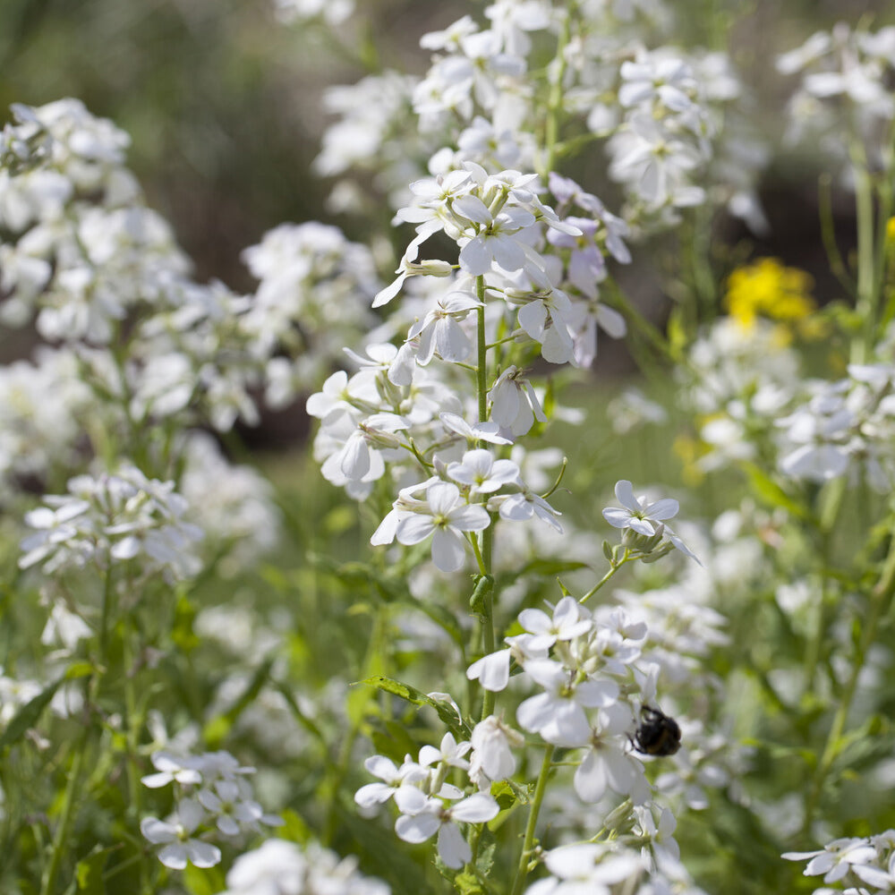 3 Juliennes des Dames à fleurs blanches - Hesperis matronalis Alba - Willemse