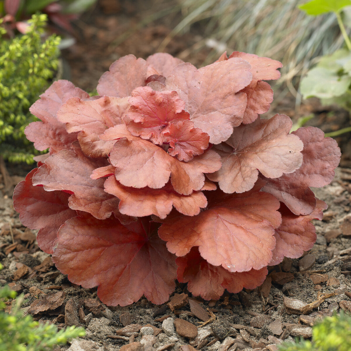 Heuchera Fire Alarm