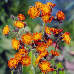 3 Épervières orangées