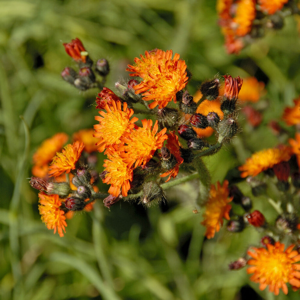 3 Épervières orangées