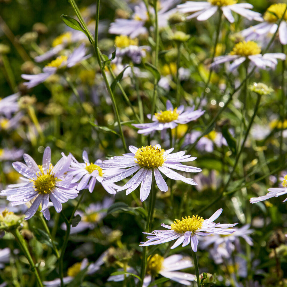 3 Kaliméris Charlotte - Willemse